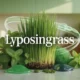 Lyposingrass